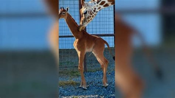 Why do they call Brandon Belt The baby giraffe?