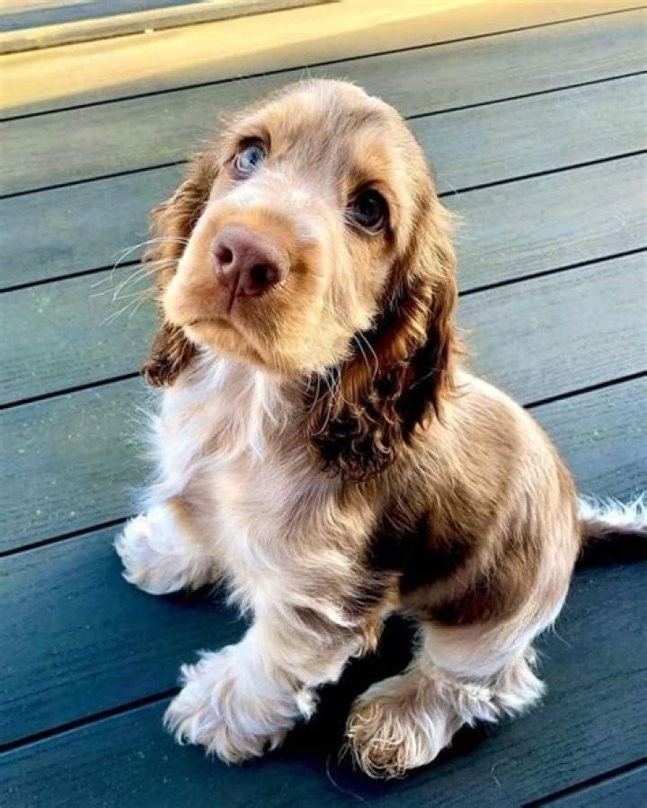 Why does my cocker spaniel have blue eyes?