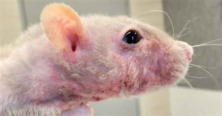Why does my rat have scabs all over?