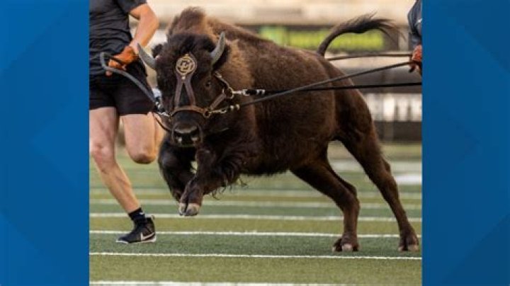 Why is buffalo called Ralphie?