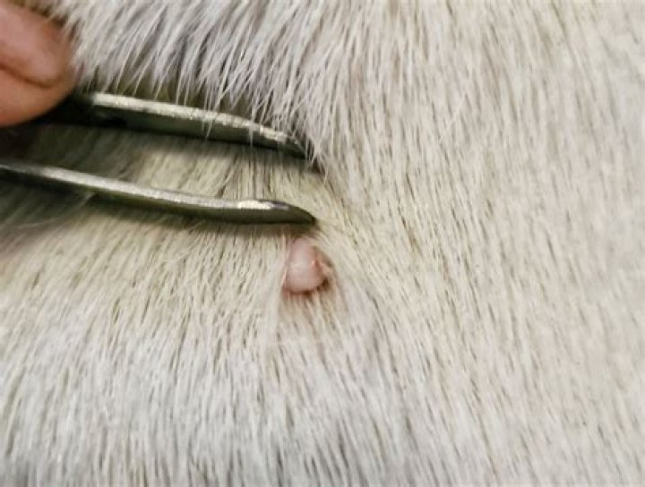 Why is my dog hurting himself?