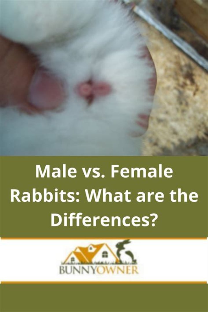 Why is my female rabbit growling at my male rabbit?