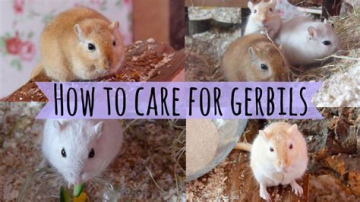 Why is my gerbil going in circles?