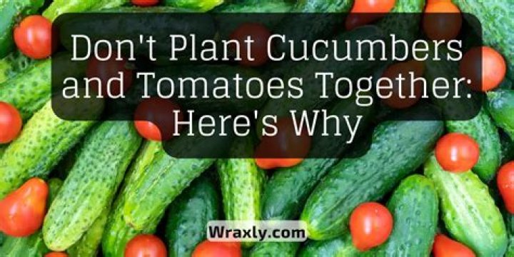 Why should you not eat cucumbers and tomatoes together?