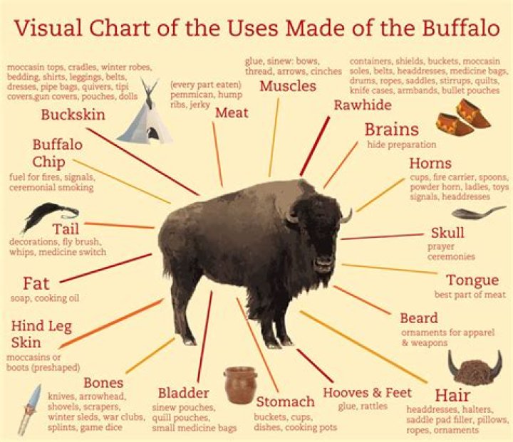 Why was the buffalo so important to Native American tribes?