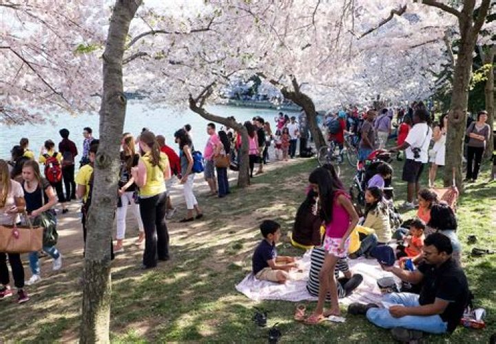Will there be a cherry blossom festival in 2021?